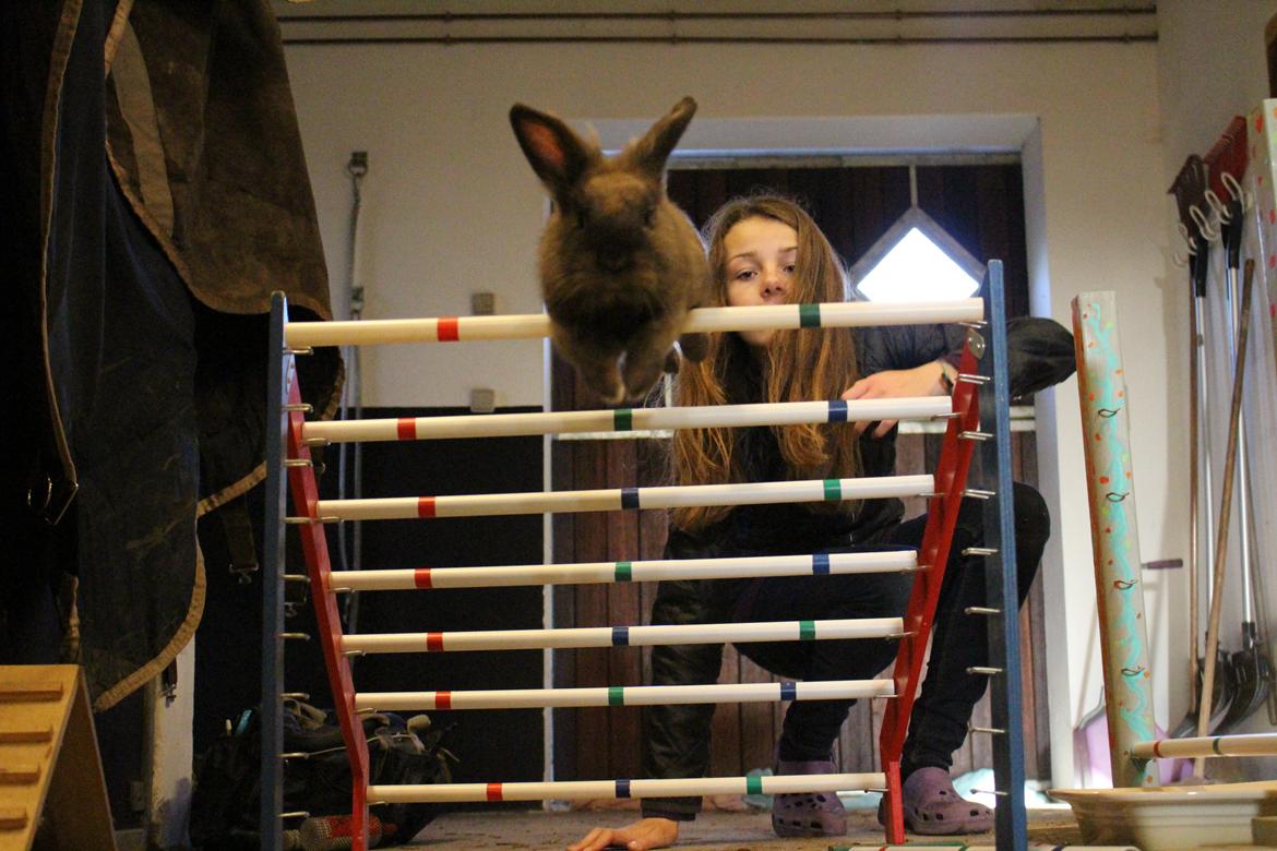 Kanin Sniffer billede 9