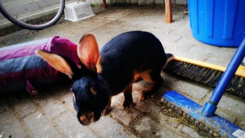 Kanin Eugene billede 16