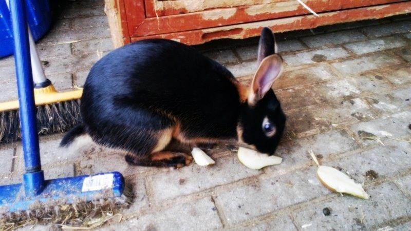 Kanin Eugene billede 18