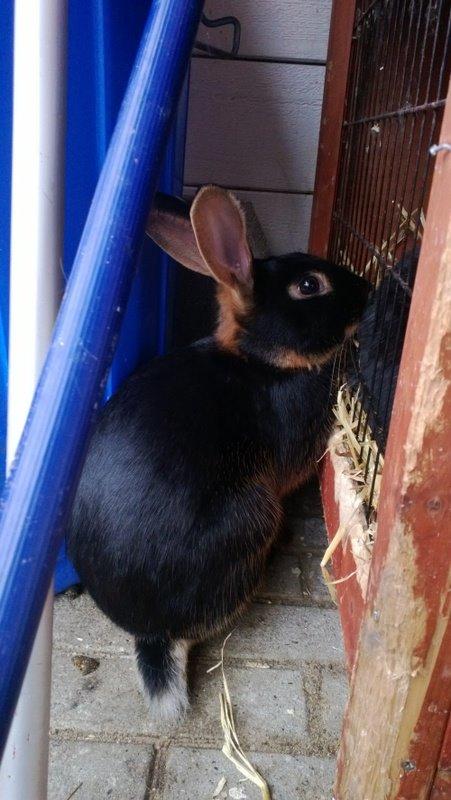 Kanin Eugene billede 21