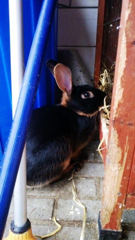 Kanin Eugene billede 22