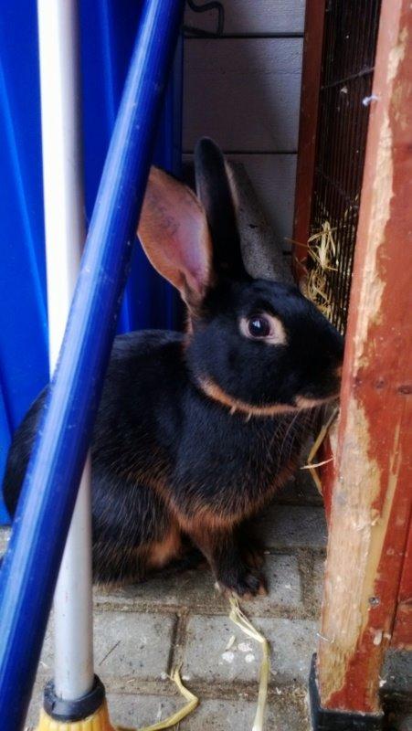 Kanin Eugene billede 23