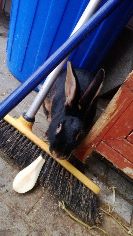 Kanin Eugene billede 25