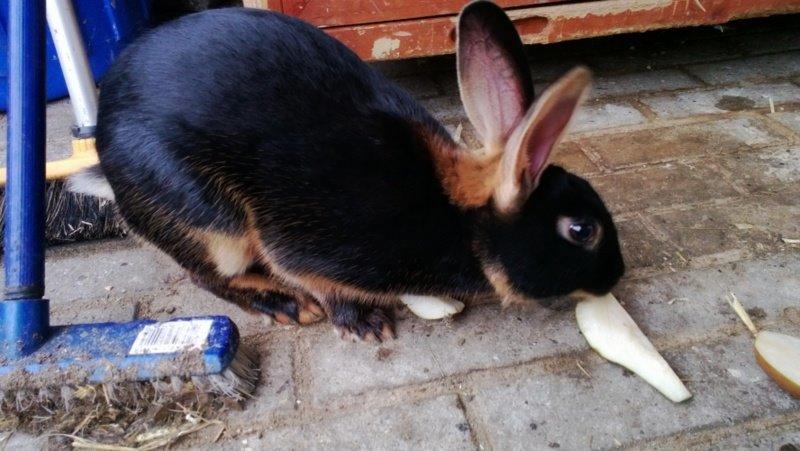 Kanin Eugene billede 27