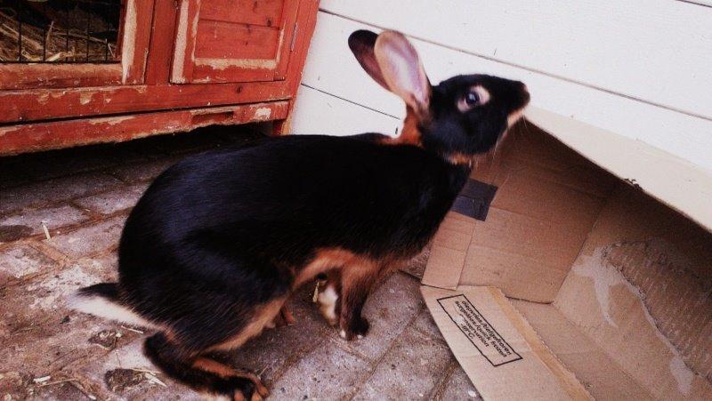 Kanin Eugene billede 29