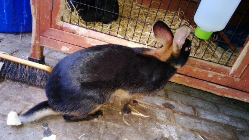 Kanin Eugene billede 33