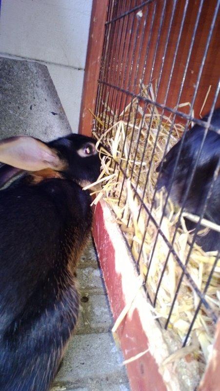 Kanin Eugene billede 34