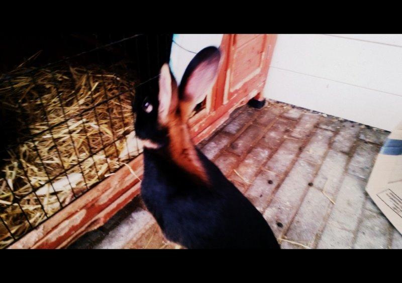 Kanin Eugene billede 35