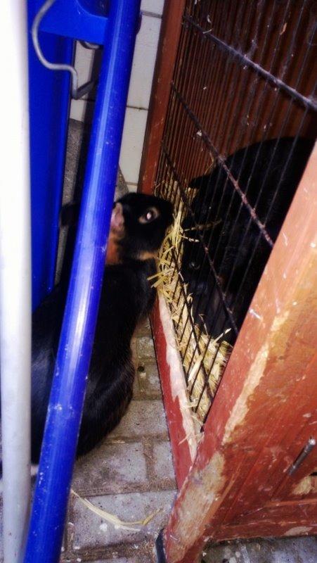 Kanin Eugene billede 36