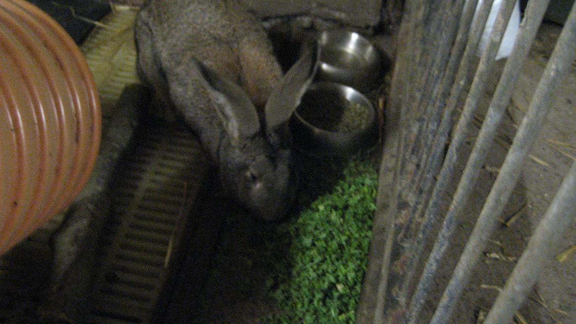 Kanin Belgisk kæmpe Trunte - Nam Nam, grønkål. billede 3