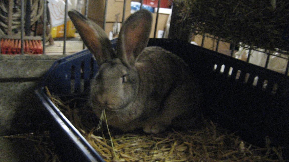 Kanin Belgisk kæmpe Trunte - Velkommen, jeg spiser lige mit hø. billede 2