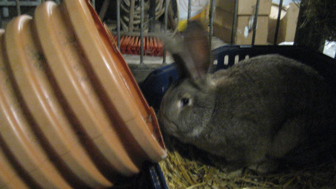 Kanin Belgisk kæmpe Trunte - Mit rør billede 4