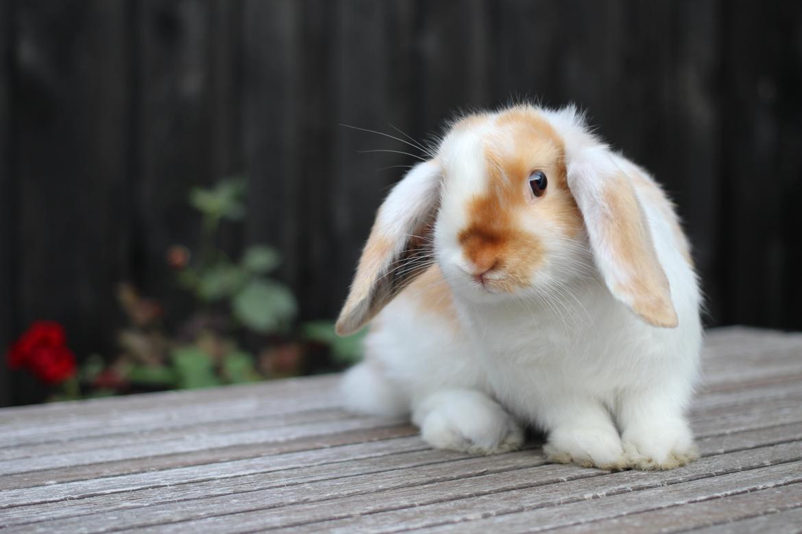 Kanin Le Lowly billede 1