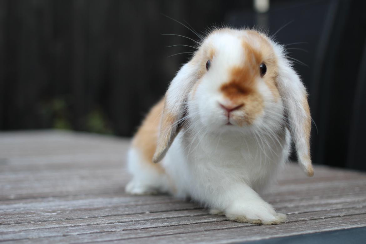 Kanin Le Lowly billede 2