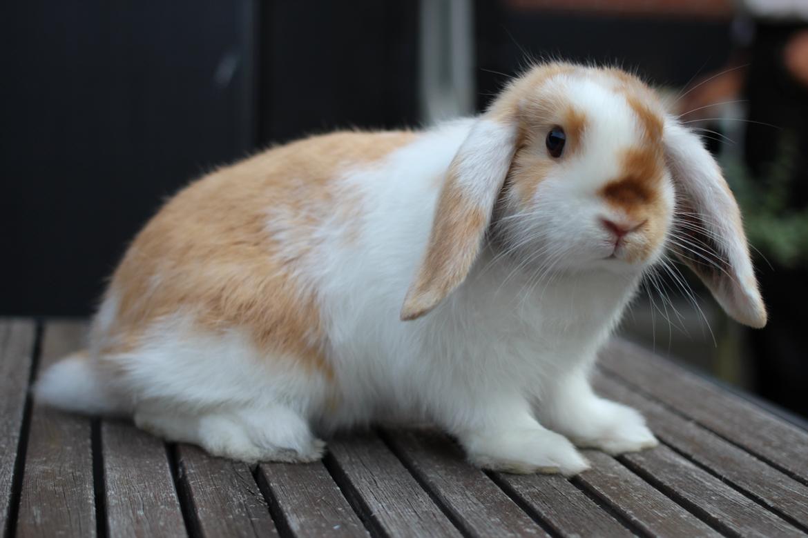 Kanin Le Lowly billede 3