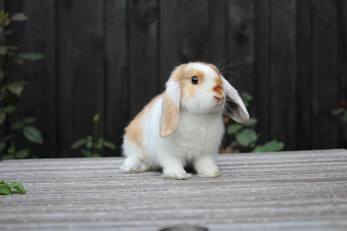 Kanin Le Lowly billede 4