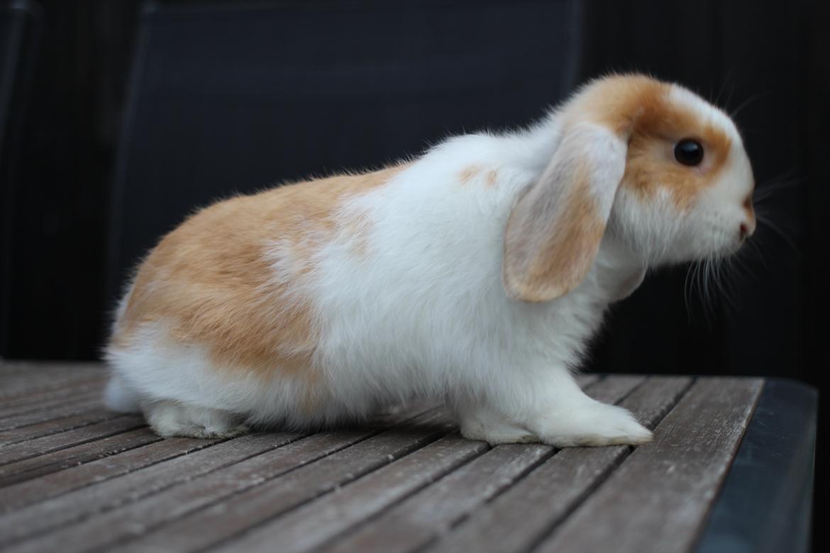 Kanin Le Lowly billede 5