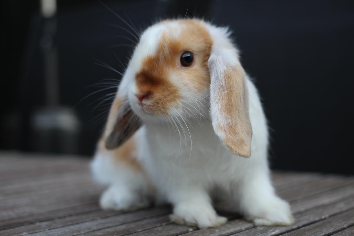 Kanin Le Lowly billede 6