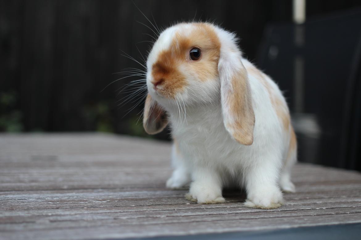 Kanin Le Lowly billede 7