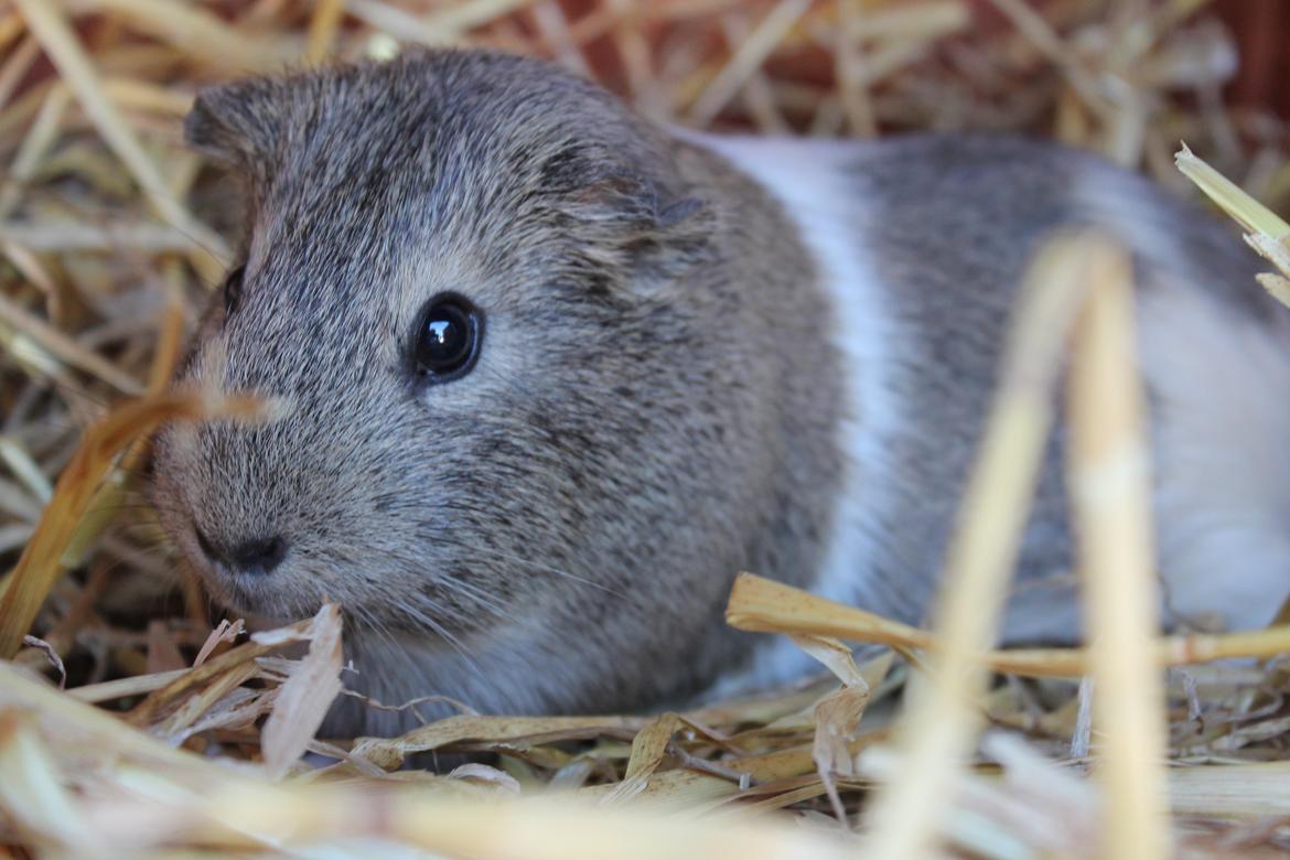 Marsvin Sonja (blanding) billede 1