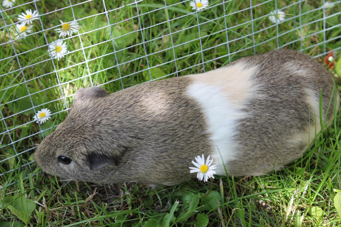 Marsvin Sonja (blanding) billede 2