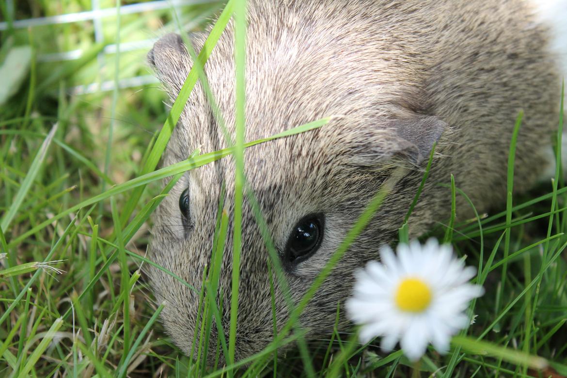 Marsvin Sonja (blanding) billede 3