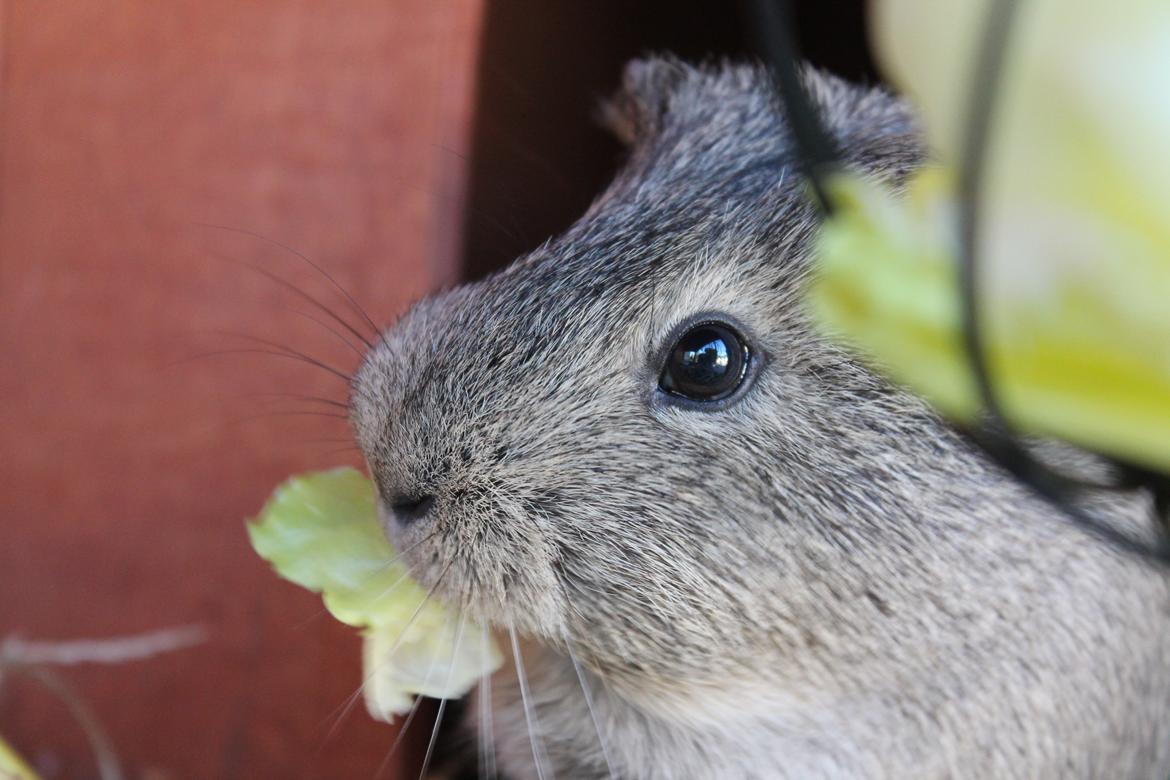 Marsvin Sonja (blanding) billede 4