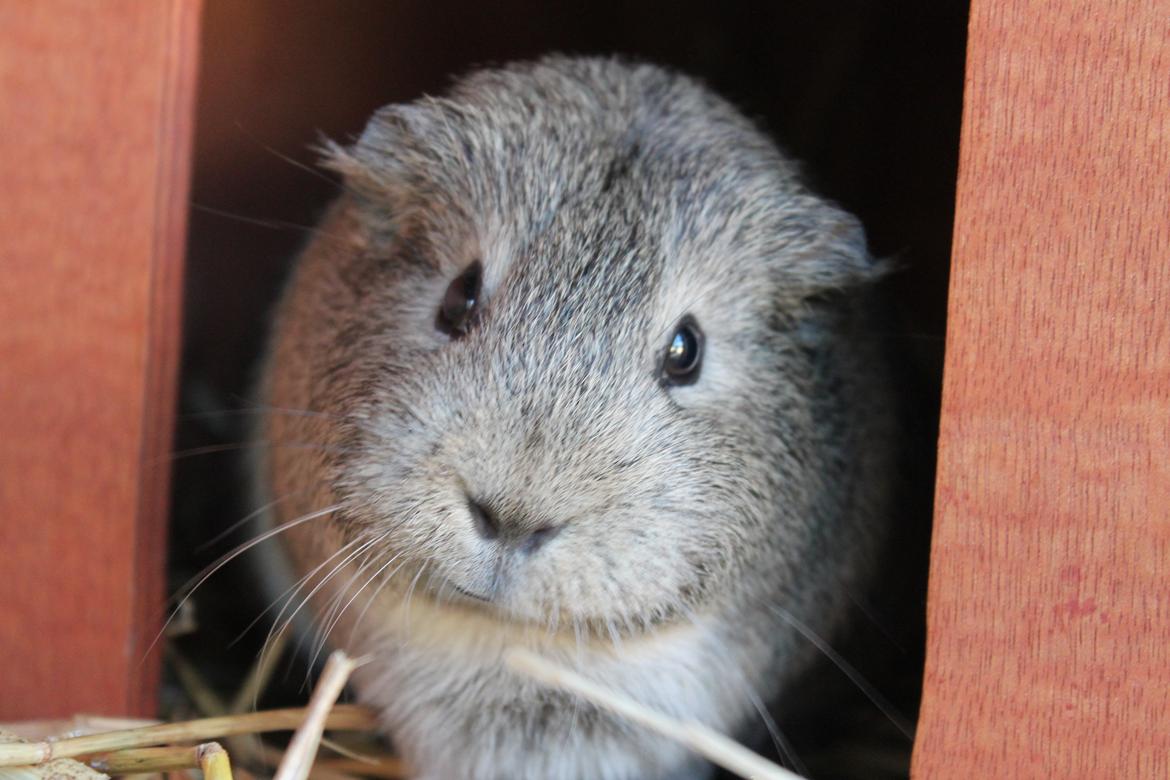 Marsvin Sonja (blanding) billede 5