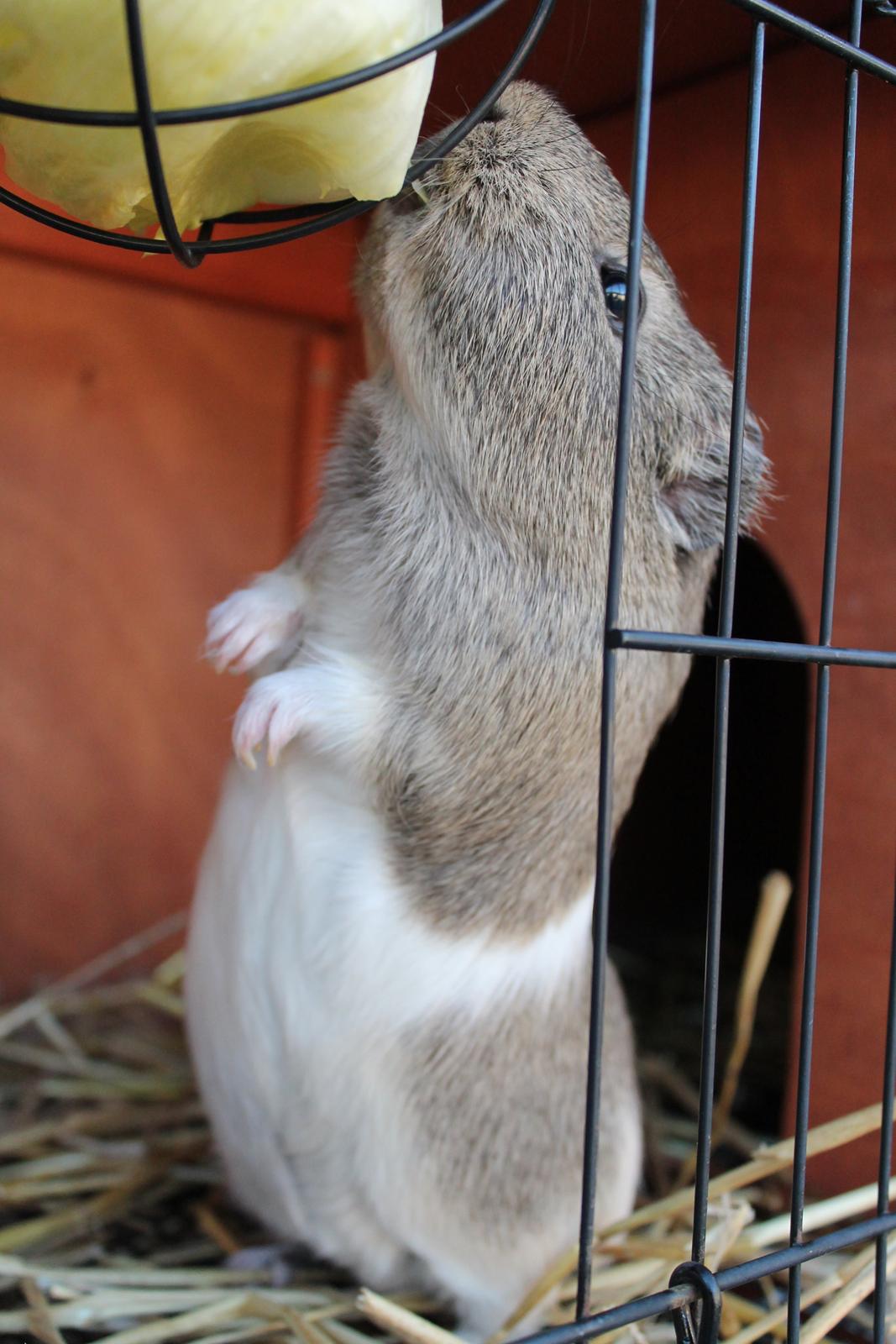 Marsvin Sonja (blanding) billede 6