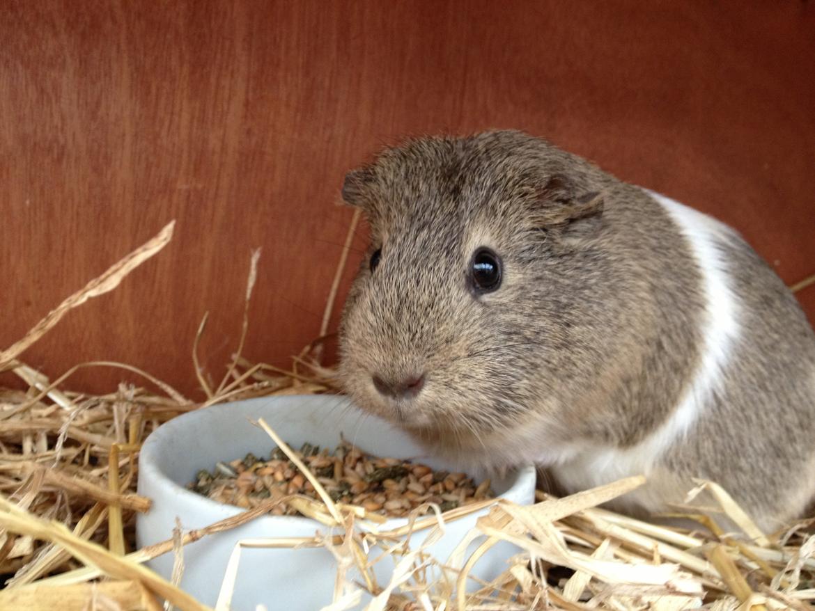 Marsvin Sonja (blanding) billede 7