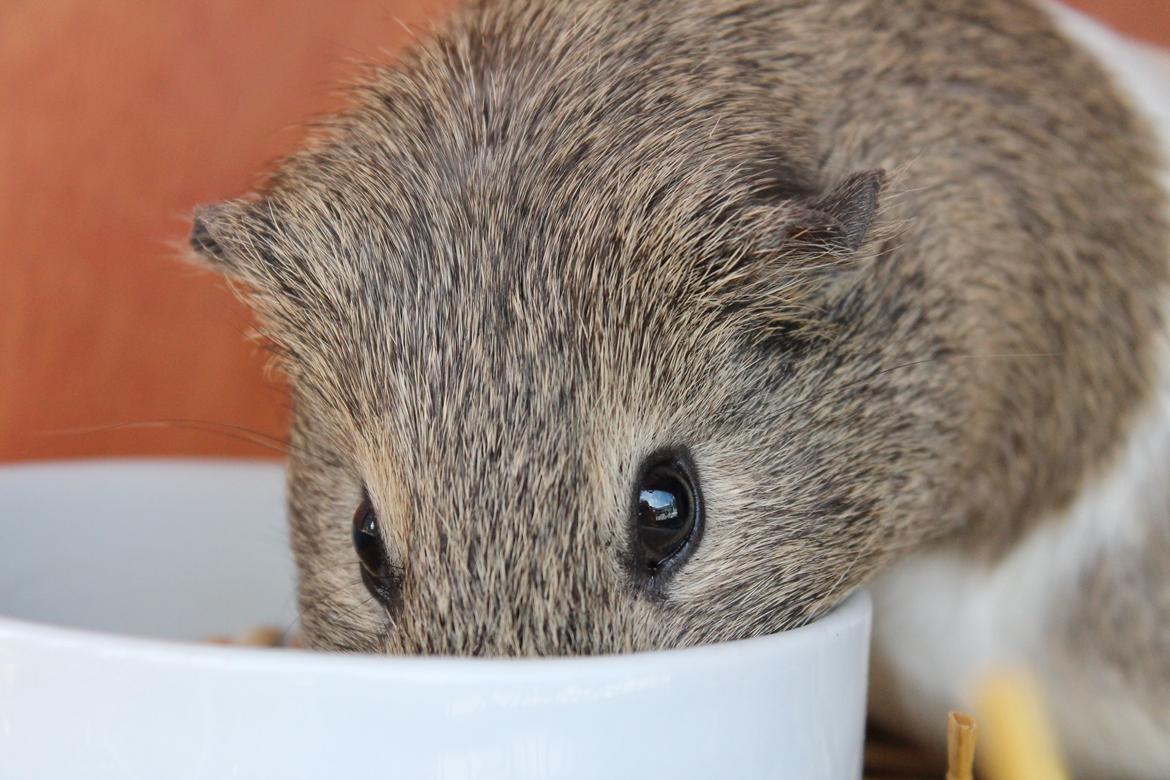 Marsvin Sonja (blanding) billede 8