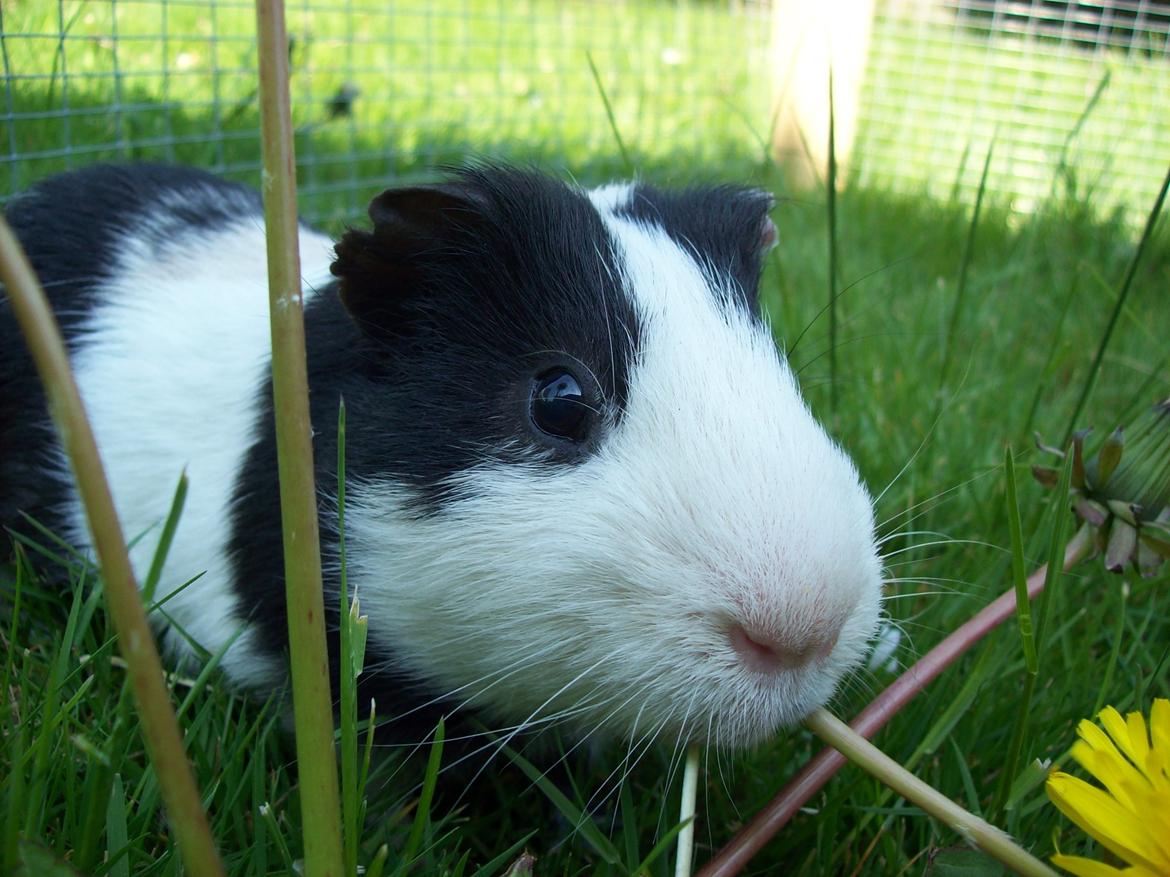 Marsvin Draco R.I.P. billede 1