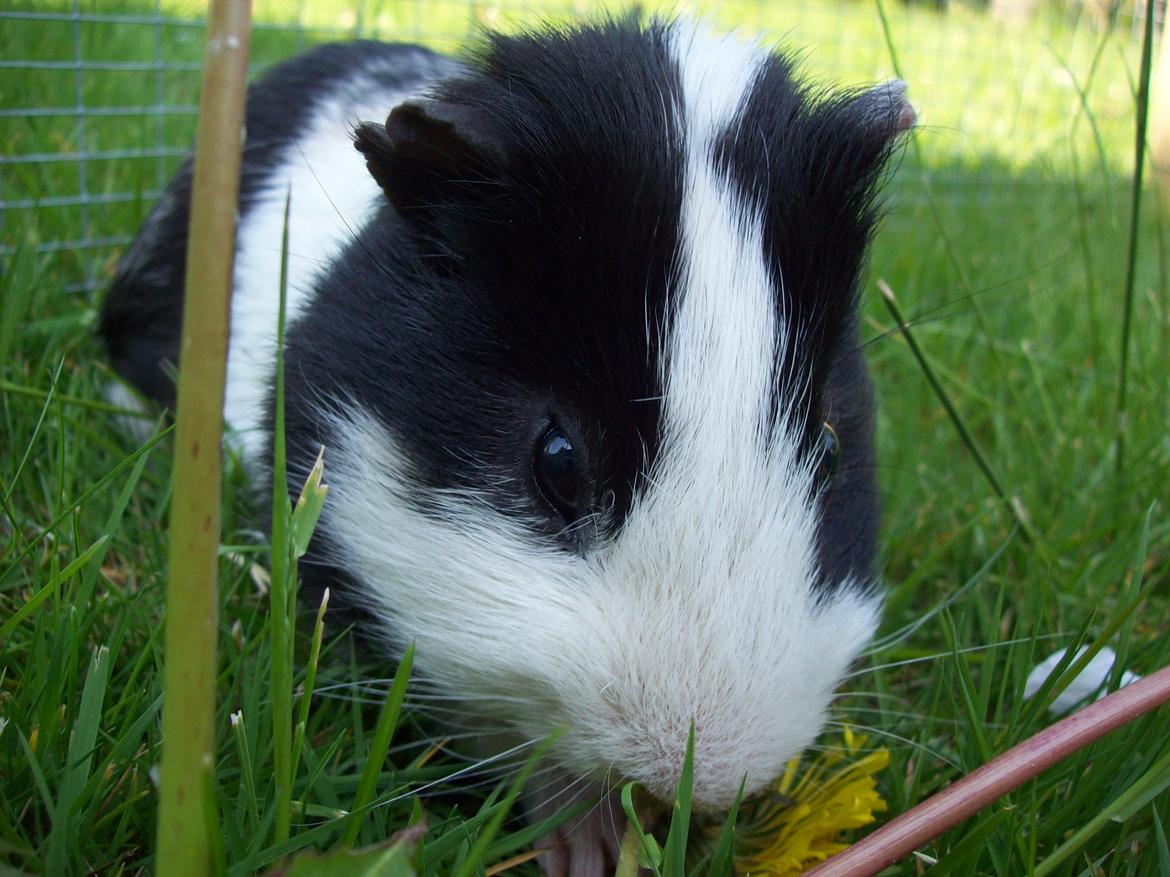 Marsvin Draco R.I.P. billede 2