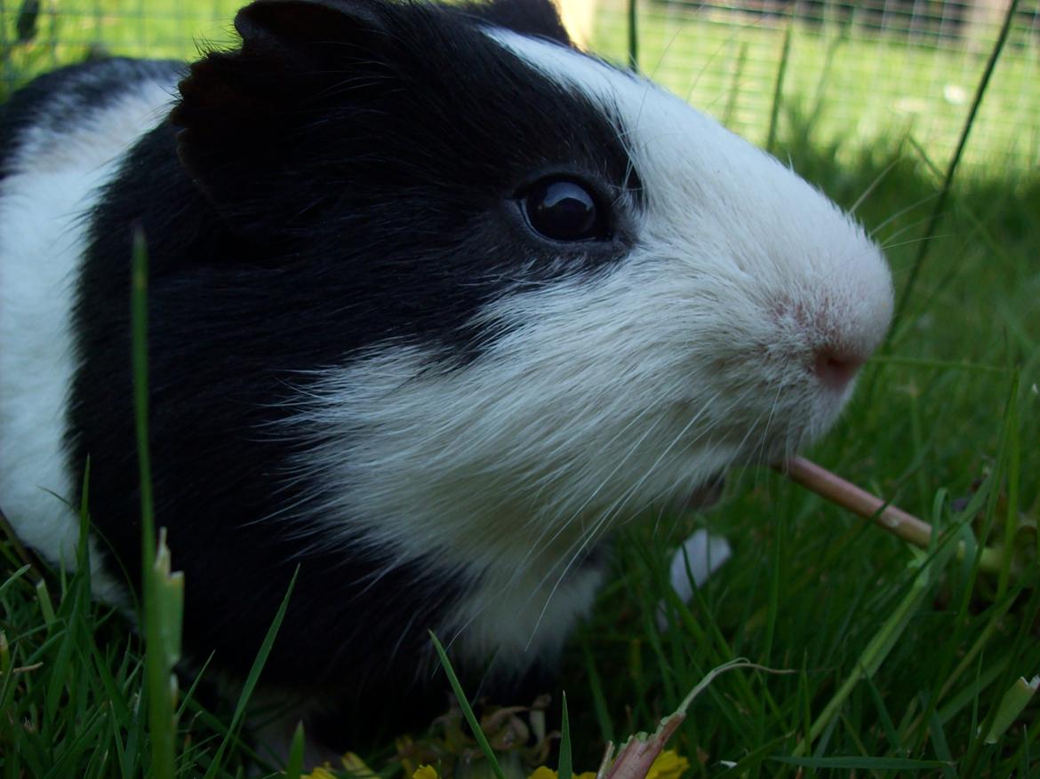 Marsvin Draco R.I.P. billede 3