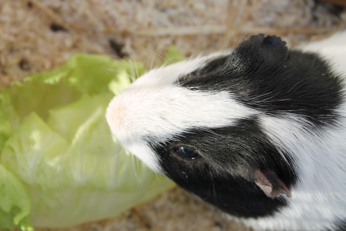 Marsvin Draco R.I.P. billede 4