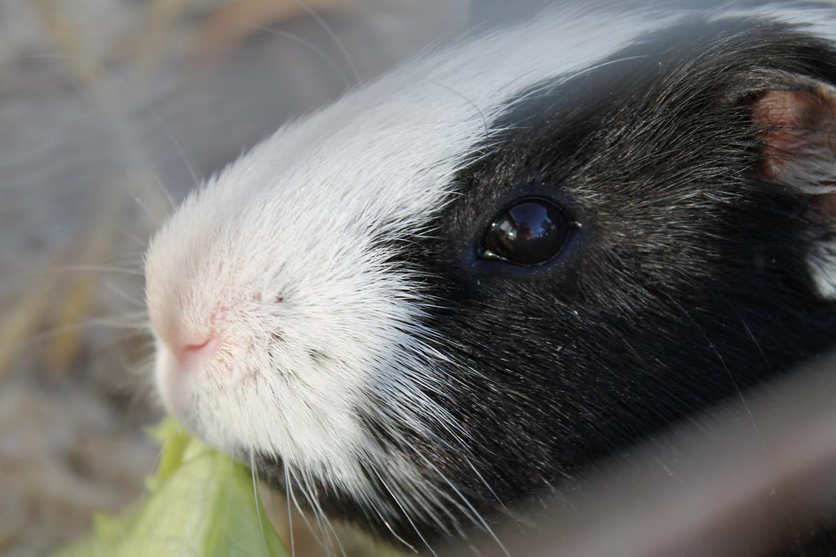 Marsvin Draco R.I.P. billede 5