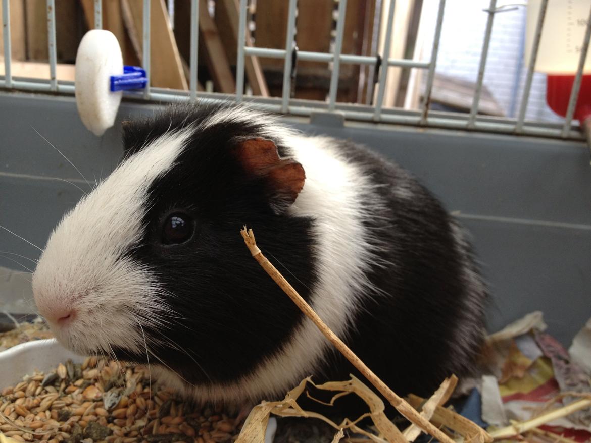 Marsvin Draco R.I.P. billede 6