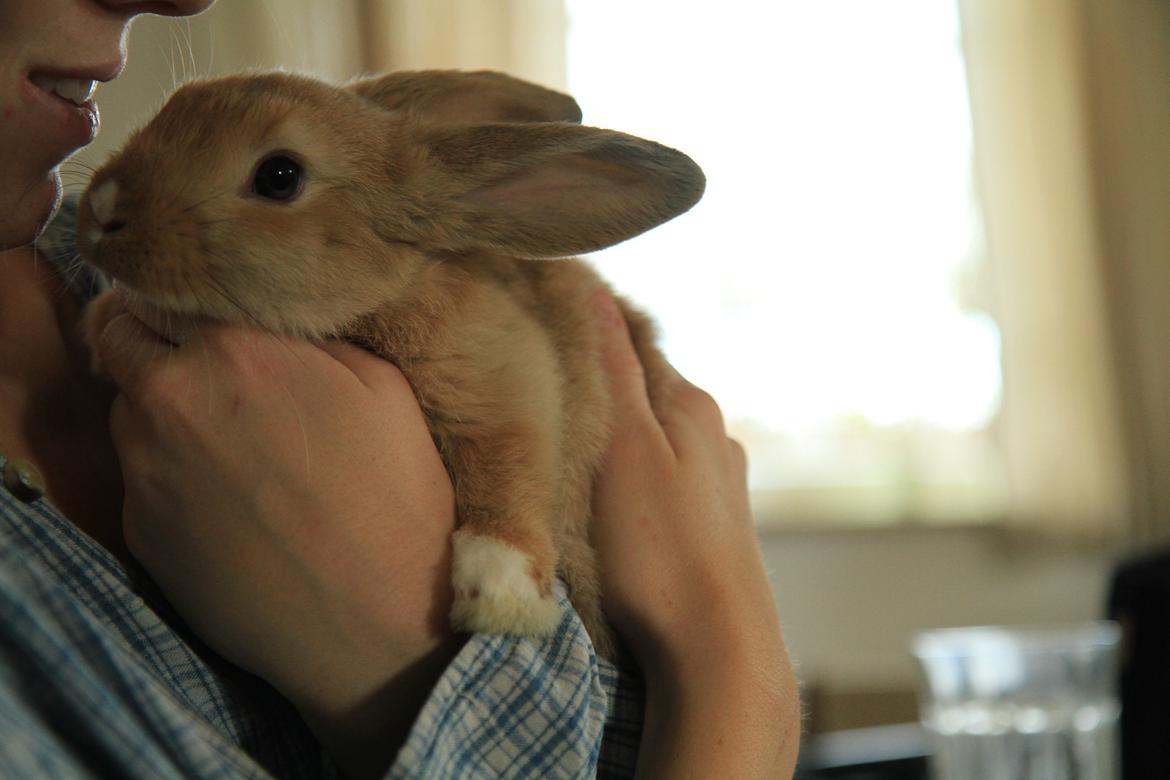 Kanin Mali billede 7