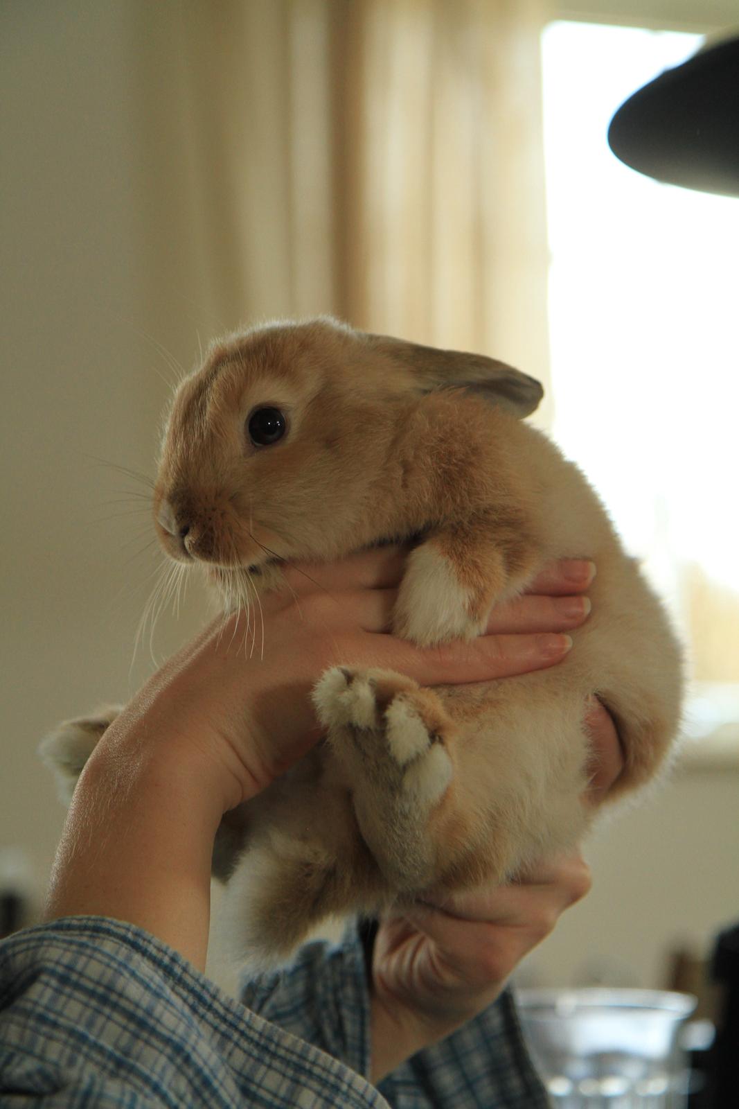 Kanin Mali billede 8