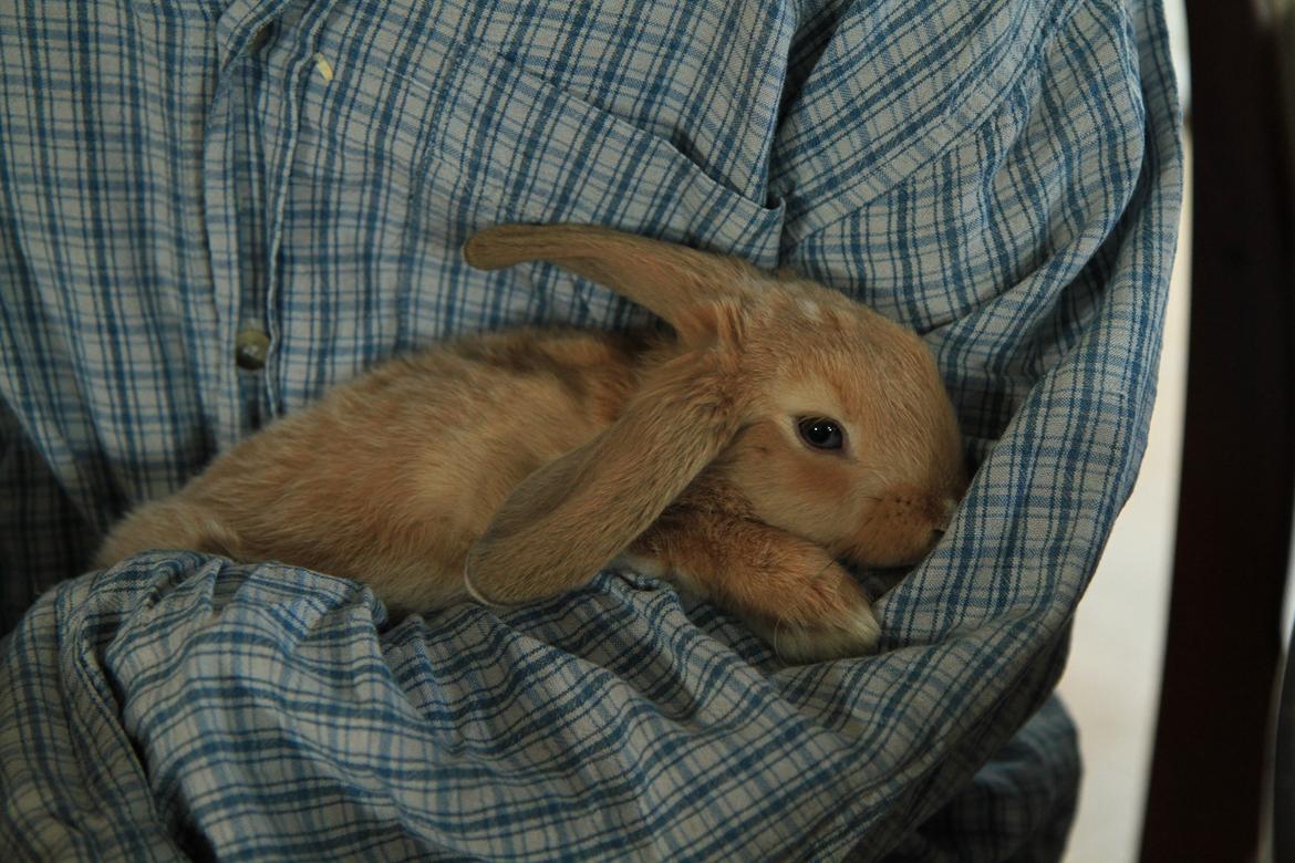 Kanin Mali billede 9