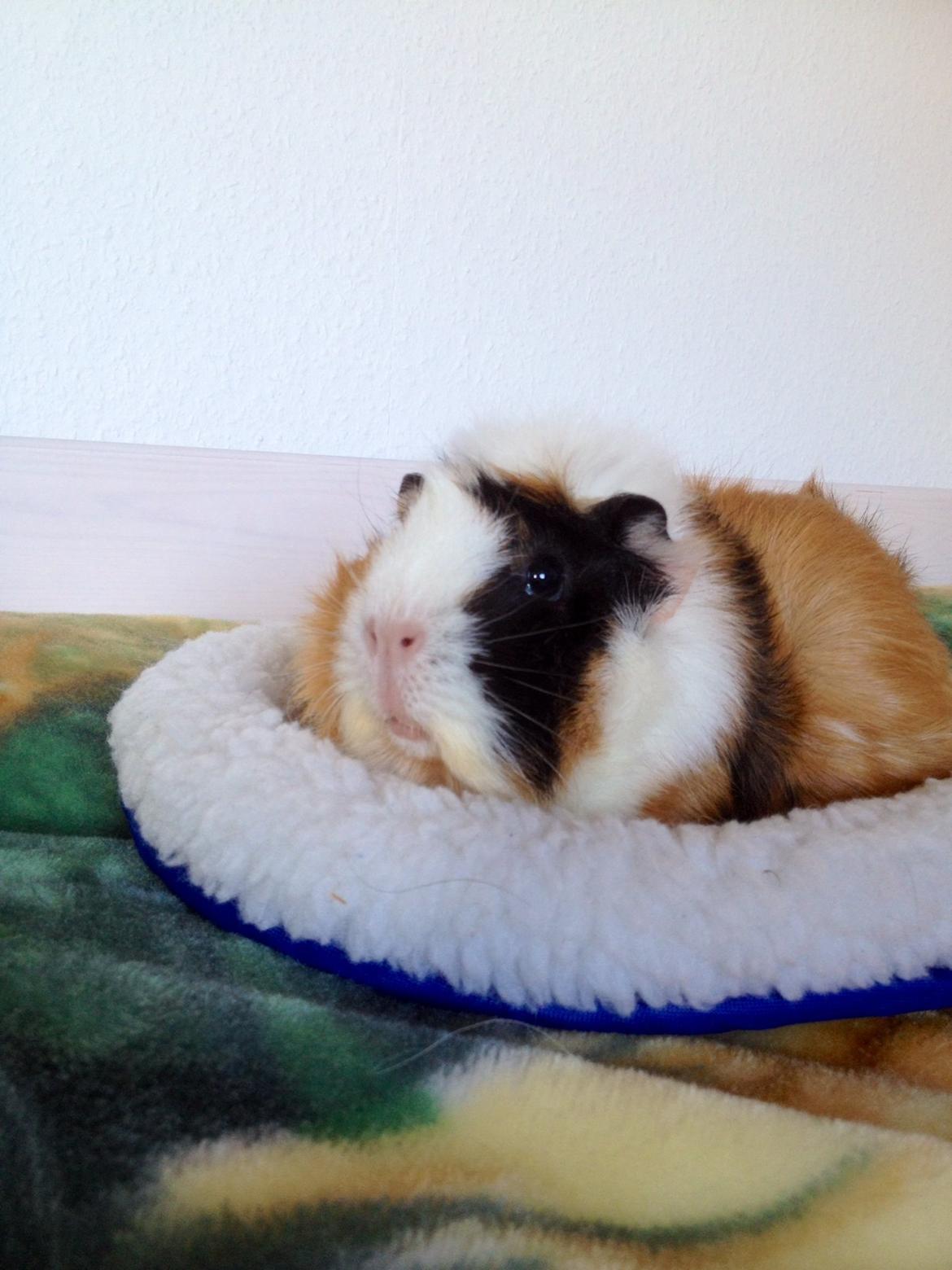 Marsvin Futte<3 billede 13