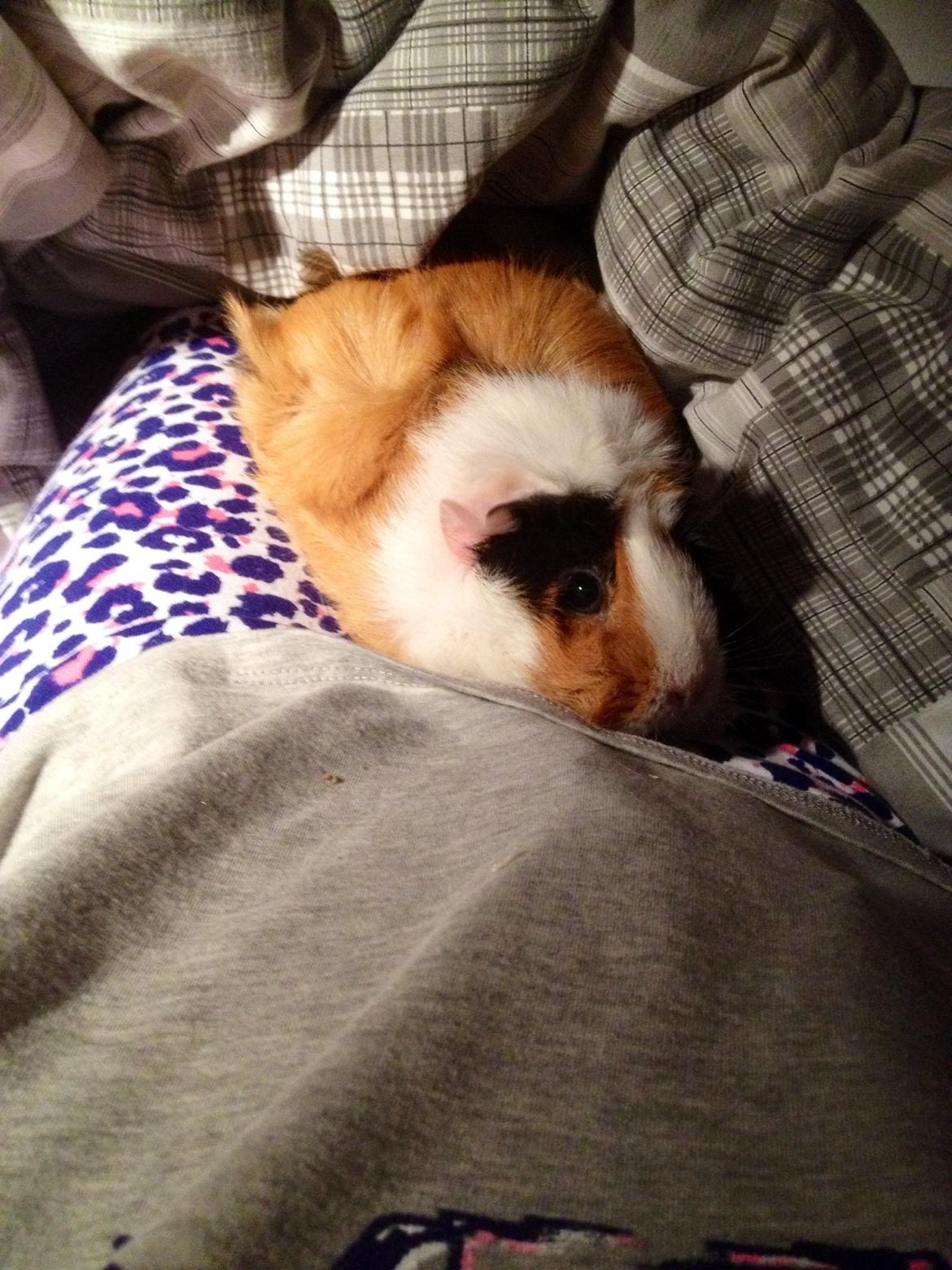 Marsvin Futte<3 billede 15