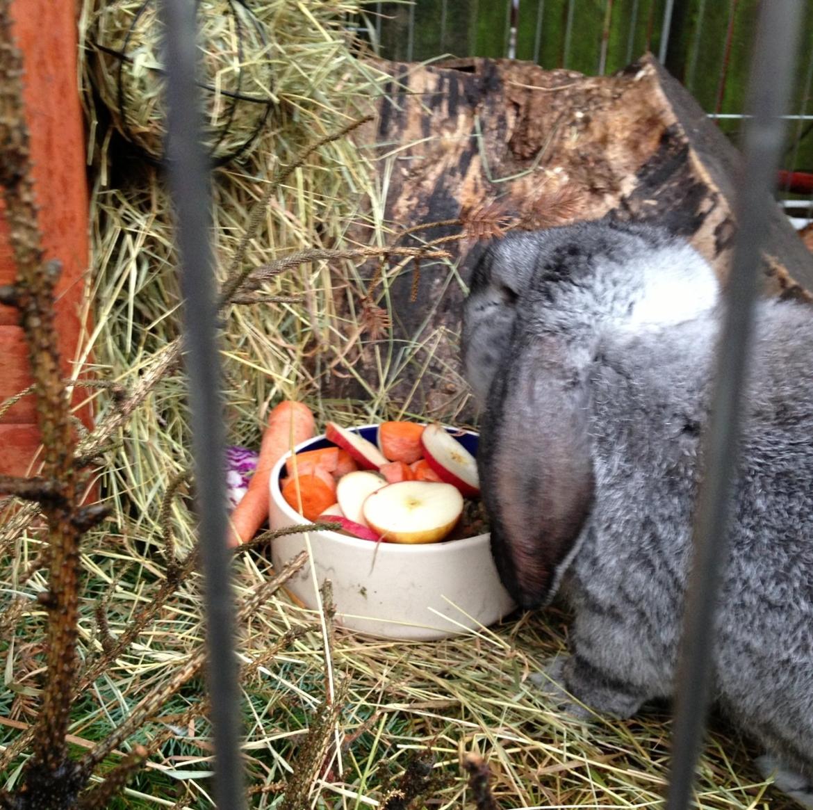 Kanin Peter Plys billede 10