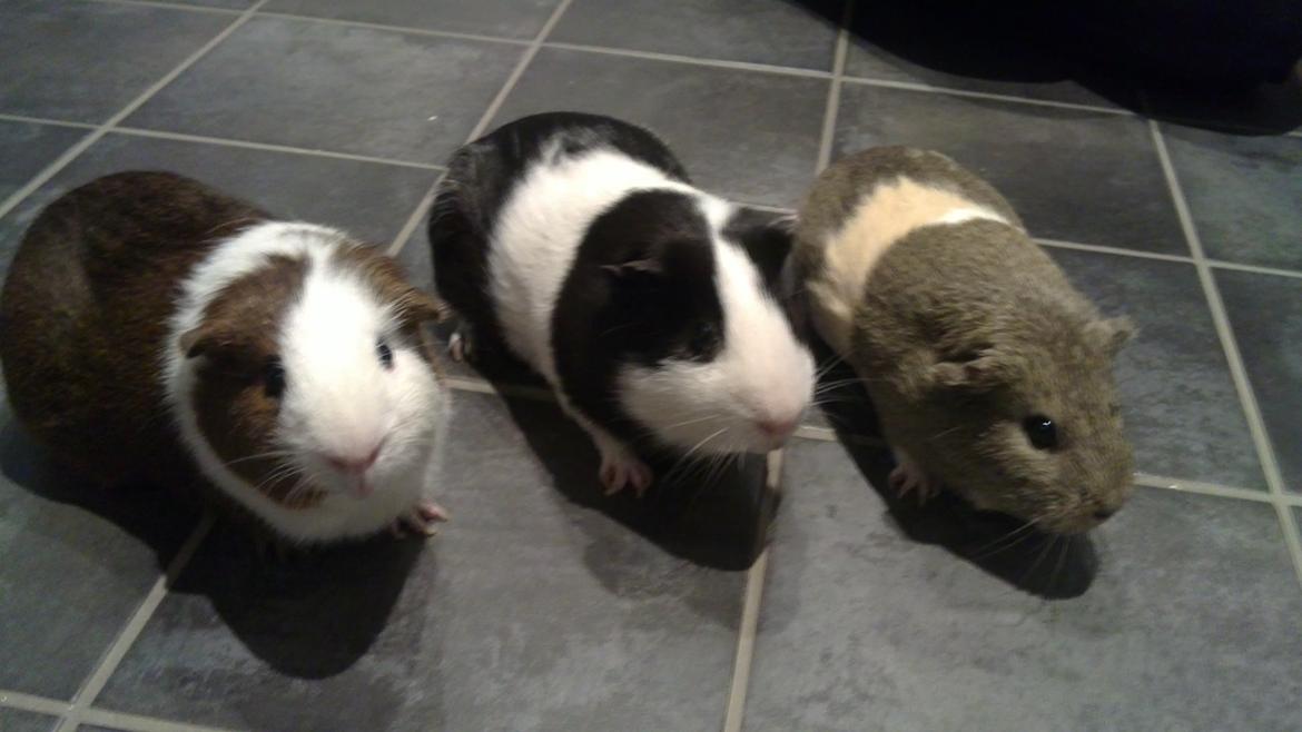 Marsvin Draco R.I.P. billede 7