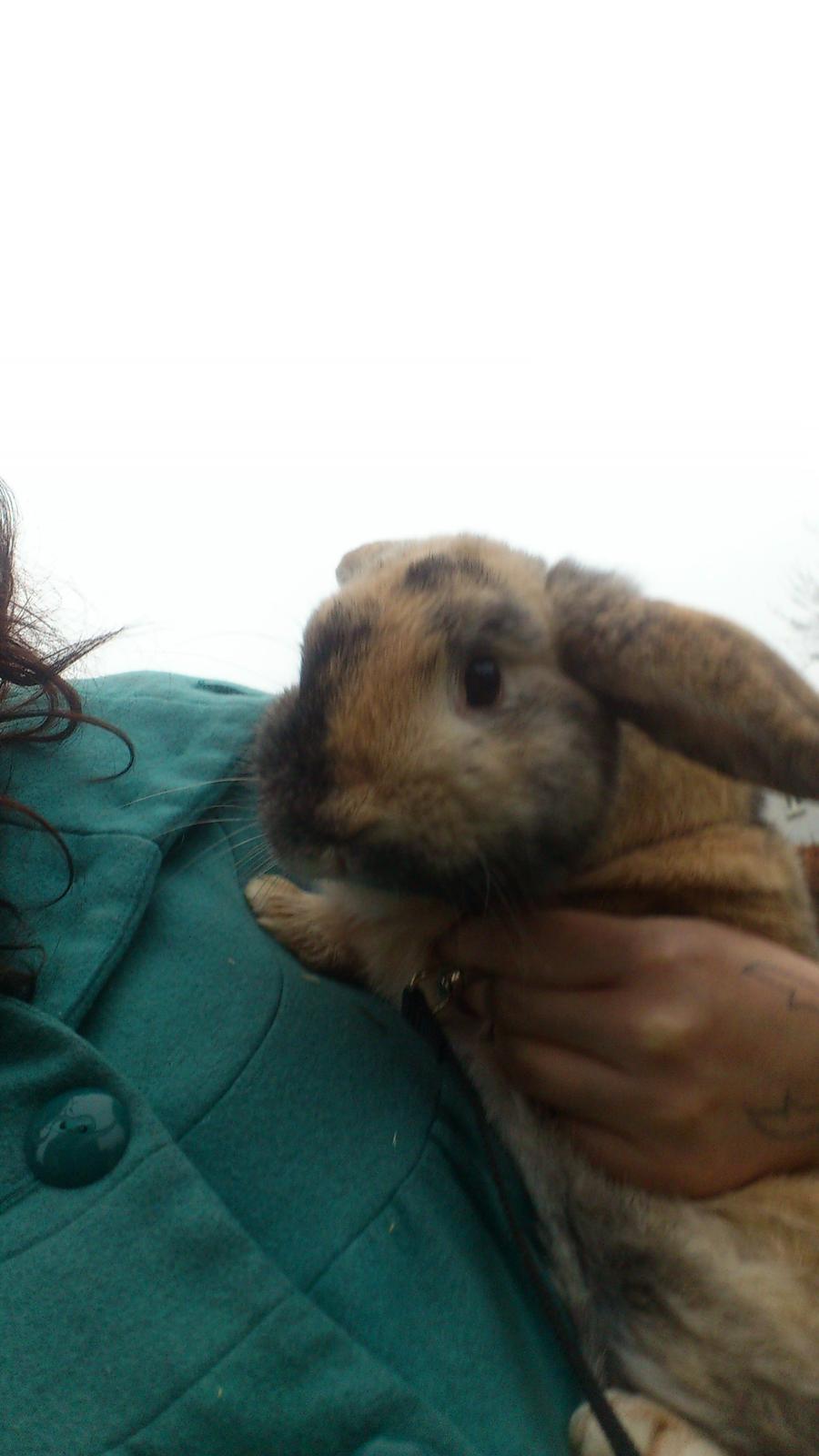 Kanin † Vaks † billede 1