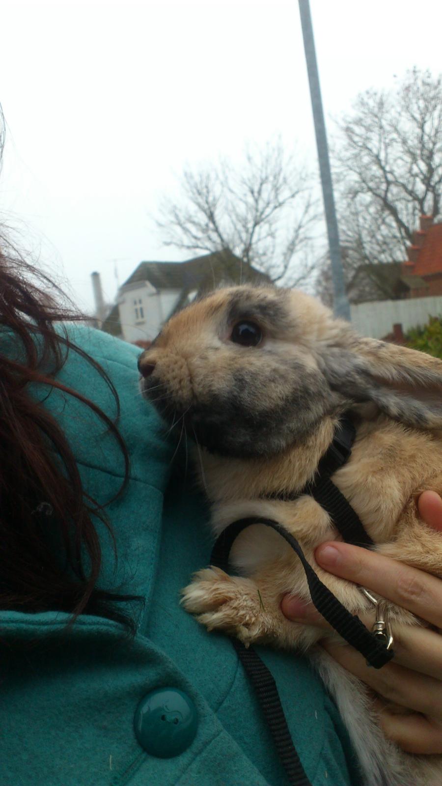 Kanin † Vaks † billede 2