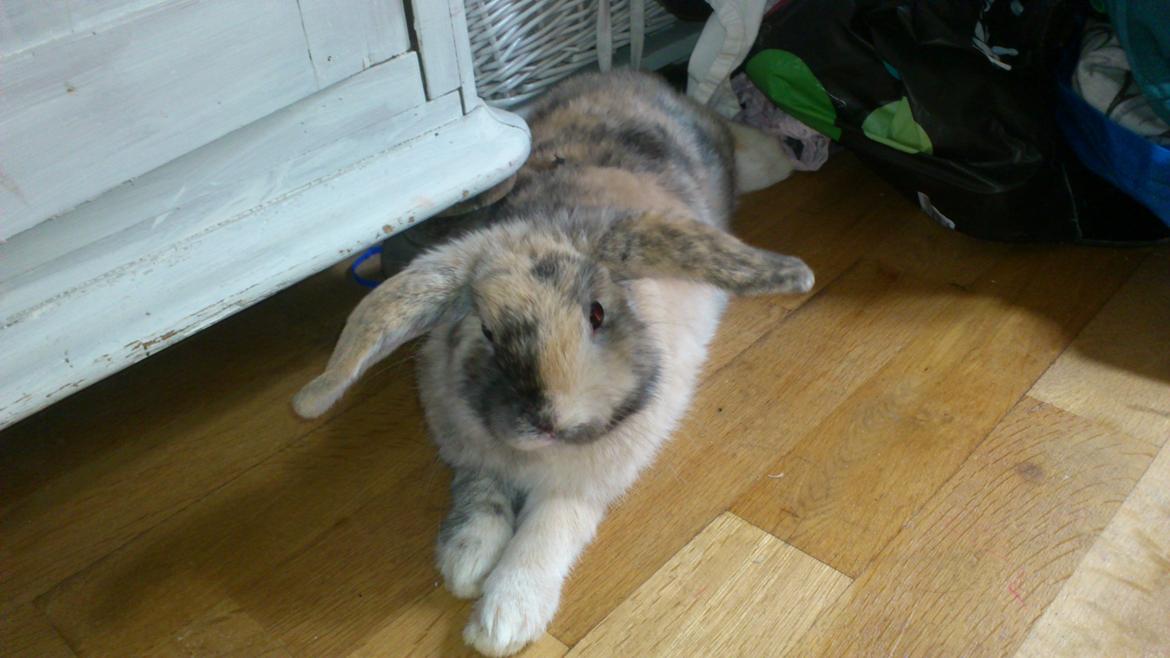 Kanin † Vaks † billede 3