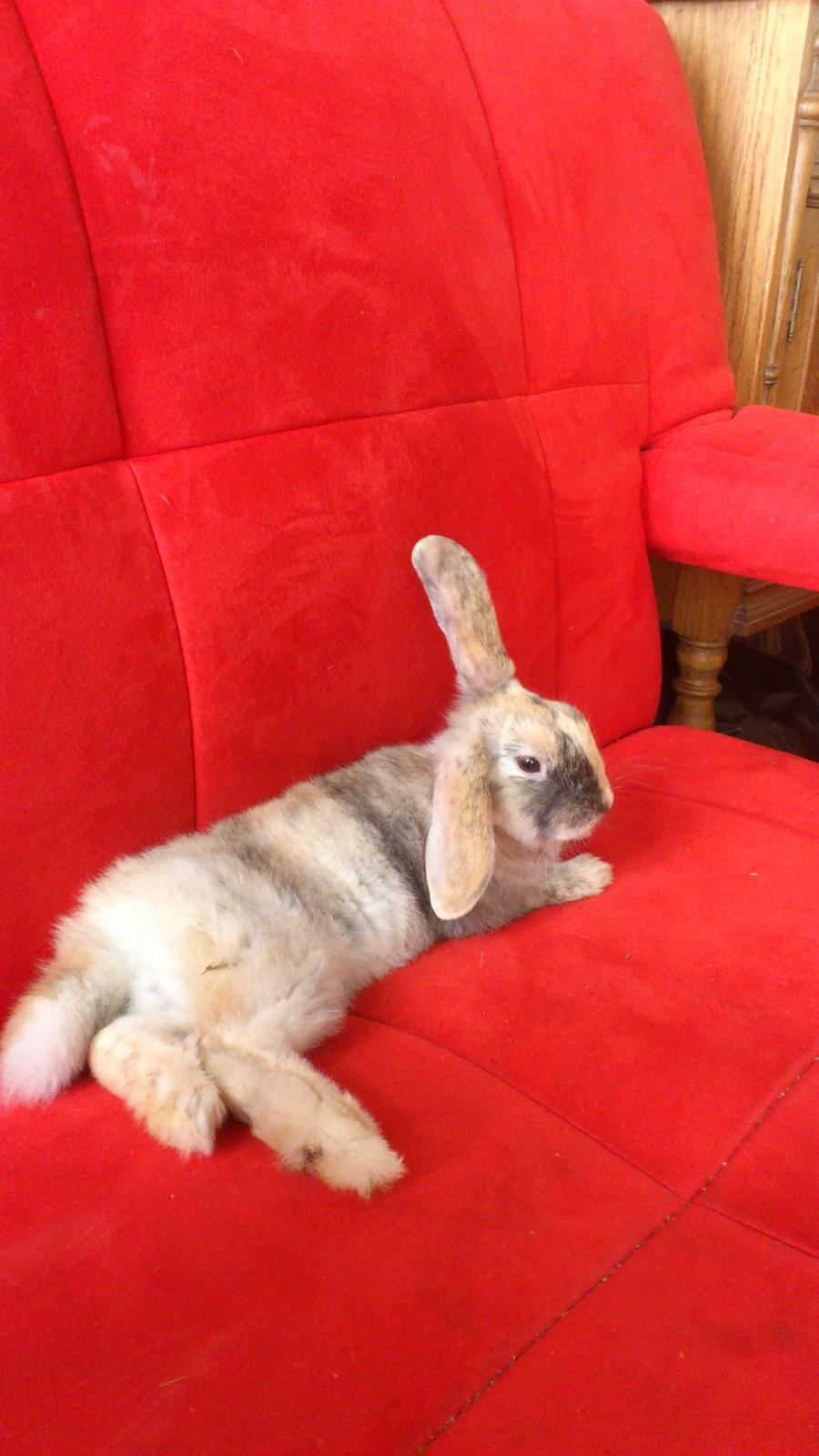 Kanin † Vaks † billede 4