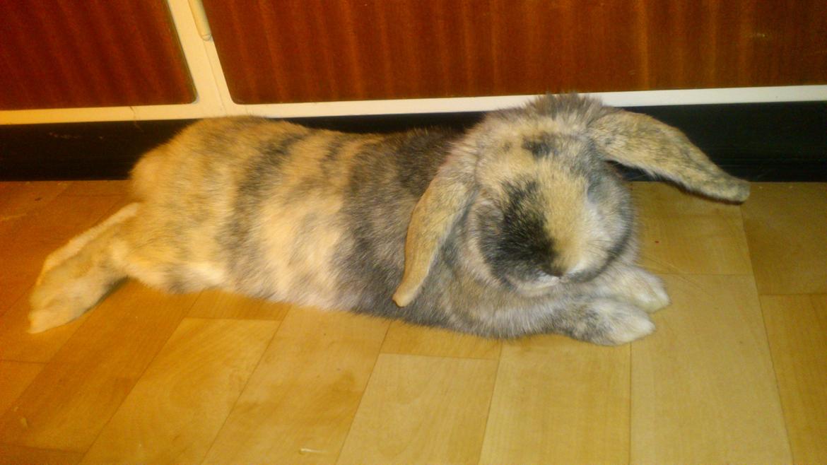 Kanin † Vaks † billede 5