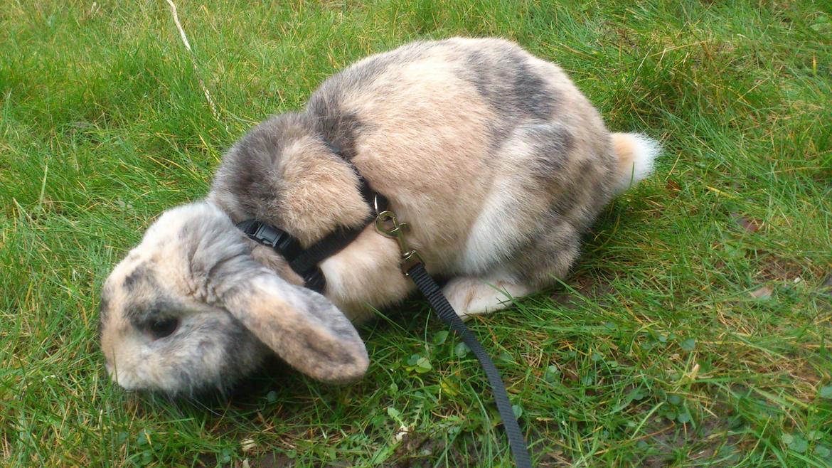 Kanin † Vaks † billede 6